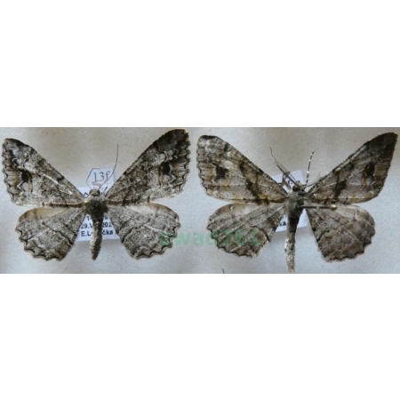 Alcis deversata (Staudinger, 1892) pair Przylepek plamiak Czech13f
